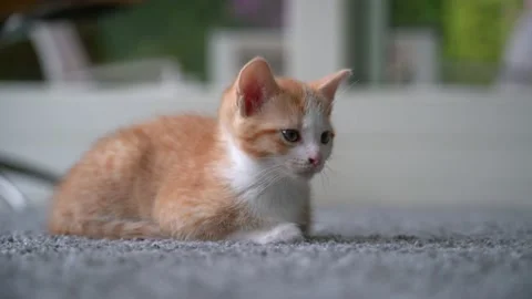 Cute little red cat  sleeping on wooden floor with window on background. Stock Footage 134155258