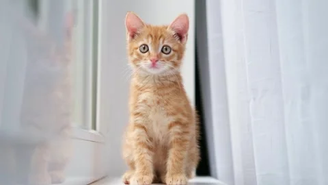 Cute little red kitten close up Stock Footage 275797656