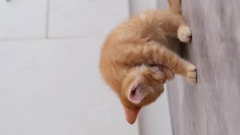 Cute little red kitten close up Video stock 276250656
