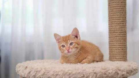 Cute little red kitten close up Stock Footage 276646867