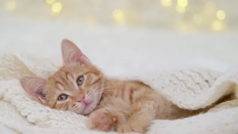 Cute little red kitten close up Stock Footage 276650489