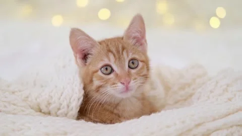 Cute little red kitten close up Stock Footage 277527238