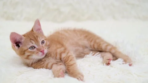 Cute little red kitten close up Stock Footage 280821077