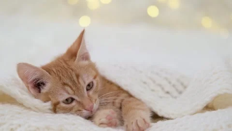 Cute little red kitten close up Stock-Footage 285472582