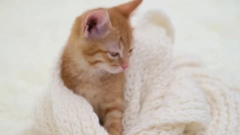 Cute little red kitten close up Video stock 285472664