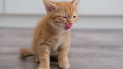 Cute little red kitten close up 스톡 동영상 286732853