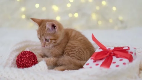 Cute little red kitten close up Stockbeeldmateriaal 286970341