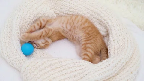 Cute little red kitten close up Video stock 286971936