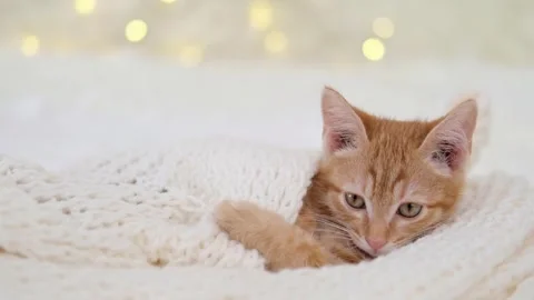 Cute little red kitten close up Video stock 286972034