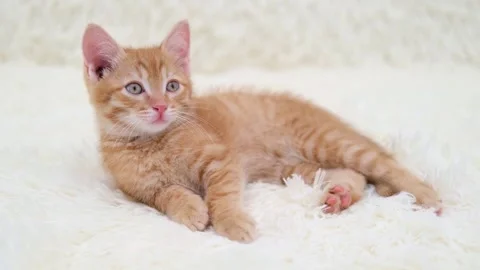 Cute little red kitten close up Video stock 287435745