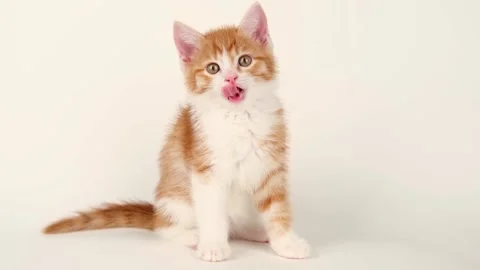 Cute little red kitten on a light background Stock-Footage 295171102