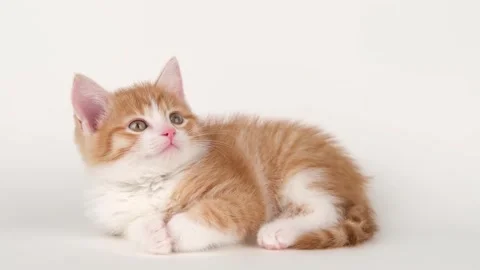 Cute little red kitten on a light background Stock-Footage 295171153