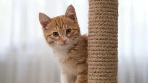 Cute little red kitten on a light background Stock-Footage 304951904