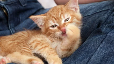 Cute little red kitten lying on the legs of owner and licking Stock-Footage 281667801