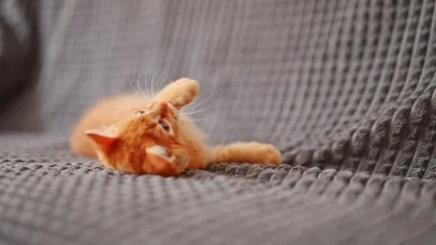 Cute little red kitten playing on gray blanket Stock Footage 278534631