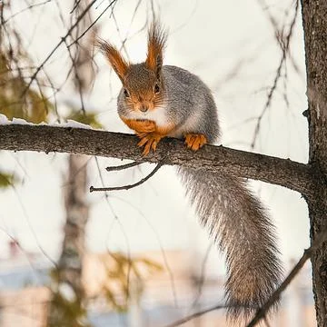A cute little red squirrel sits on a tree branch in winter. Stock Photos