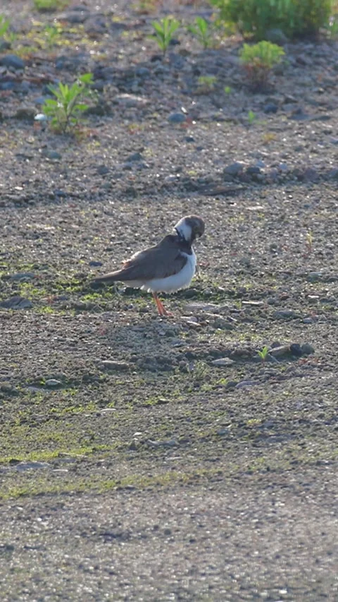 Cute Little Ringed Plover Preening Vigorously After an Early Morning Bath.01 Stock Footage 340862683