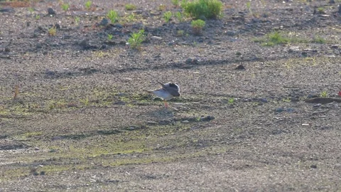 Cute Little Ringed Plover Preening Vigorously After an Early Morning Bath.4K,01 Stock Footage 340862684