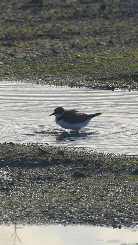 Cute Little Ringed Plover Splashing and Bathing in a Puddle at Early Morning Stock Footage 340862690