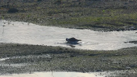 Cute Little Ringed Plover Splashing and Bathing in a Puddle at Early Morning, 4K Stock Footage 340862711