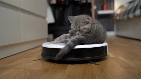 Cute little Scottish Straight kitten gray color tired running and playing with Stock Footage 155073731