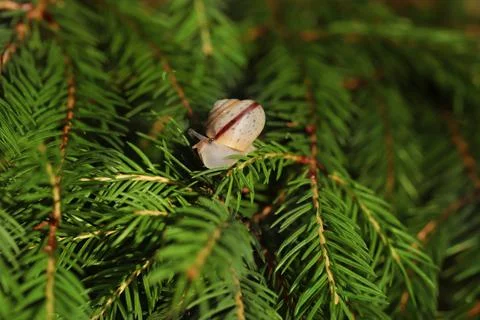 Cute little snail with a shell crawling on a twig, macro photography, beautiful Stock Photos