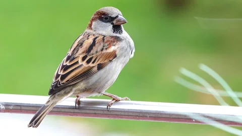 Cute little sparrow Stock Footage 219933878
