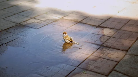 A cute little sparrow taking a bath in a puddle on the asphalt Video stock 103430491
