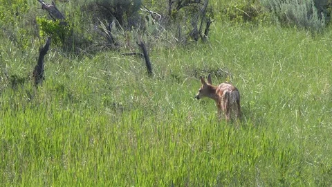 Cute little spotted mule deer fawn grazes in tall green prairie grass Stock Footage 338989429