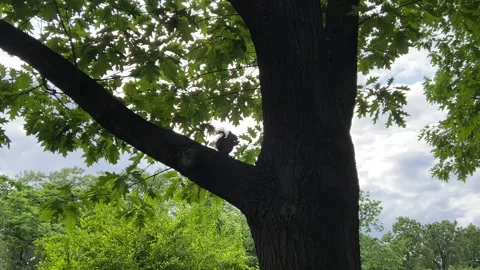Cute little squirrel is eating nut on the tree in garden Stock Footage 243606787