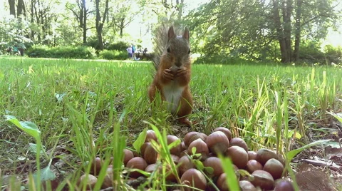 A cute little squirrel eating nuts 스톡 동영상 51120314