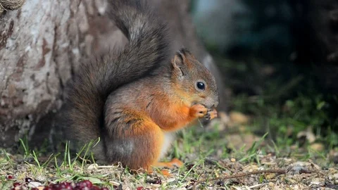 Cute little squirrel Stock Footage 90212074