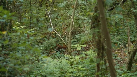 Cute Little Squirrel in the Forest jumps out of Frame / Nature / Animal  Vídeos de archivo 132865690