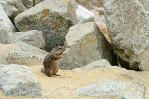 Cute little squirrel gnaws a nut on the sand Stock Photos