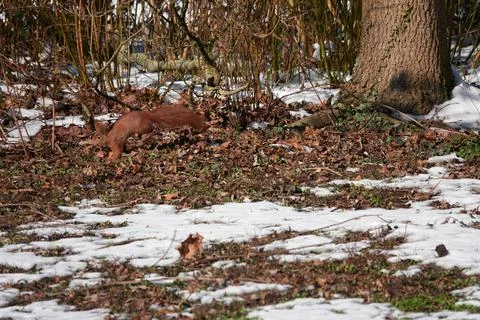 Cute little squirrel jumping on leaves covered with snow in the forest Stock Photos