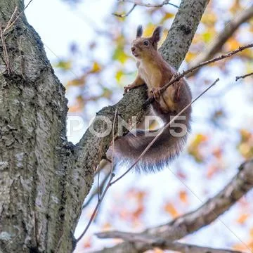 Cute little squirrel on an maple tree Stock Photos