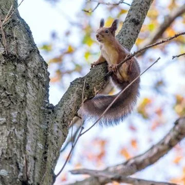 Cute little squirrel on an maple tree Foto stock
