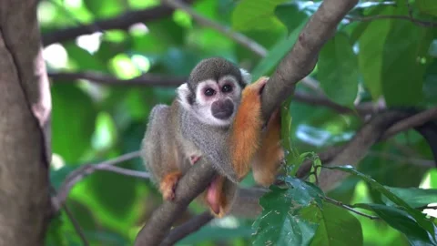 Cute little squirrel monkey hugging the tree branch, chilling and relaxing Stock Footage 218356695