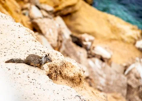 Cute little squirrel Stock Photos