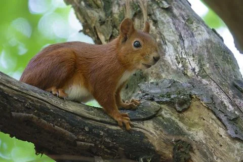 Cute little squirrel Stock Photos