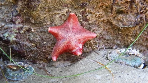 Cute Little Starfish Stock Footage 153335454
