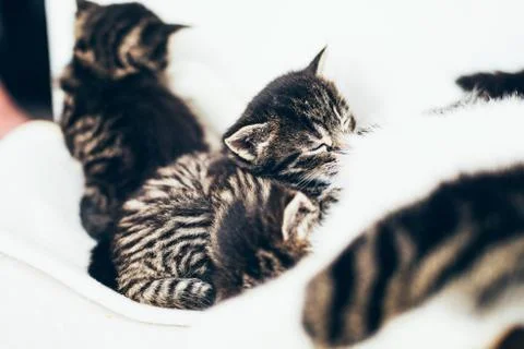 Cute little striped kitten nursing on its mother Stock Photos