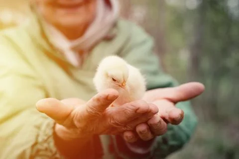 Cute little tiny newborn yellow baby chick in hands of elderly senior woman f Stock Photos
