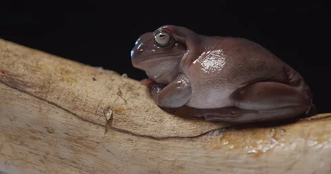 Cute little tree frog is sitting on a tree branch of the studio, wildlife, 4k Stock Footage 158163869