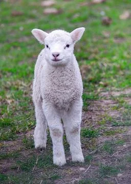 Cute little white lamb on the field Stock Photos