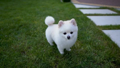 pomeranian spitz white