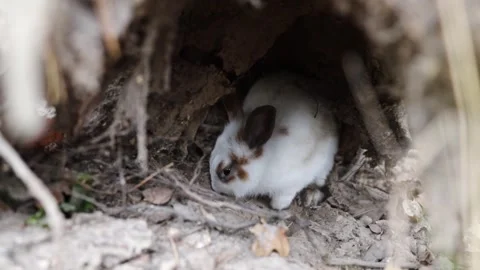 Cute little white rabbit digging in a hole in a forest. Stock Footage 252207597
