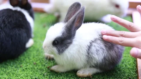 Cute little white rabbit Stock Footage 265934838