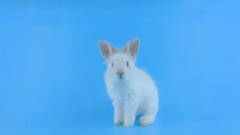 Cute little white rabbit, stands up on two legs, looking around Stock Footage 101372889