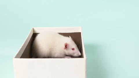 Cute little white rat in a gift box. on a blue background. Symbol of the year Stock Footage 113771125